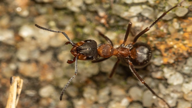 A close up of a Northern hairy wood ant